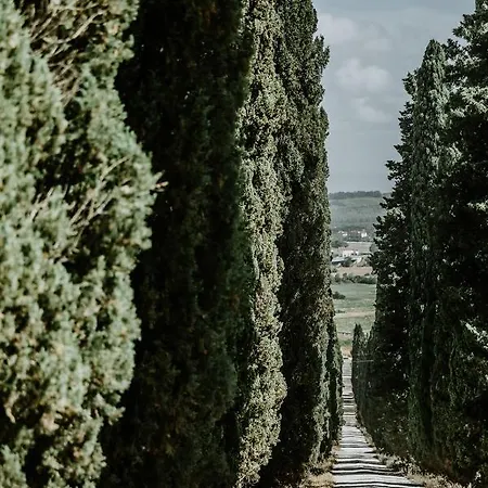 The Olive House * Castelfiorentino