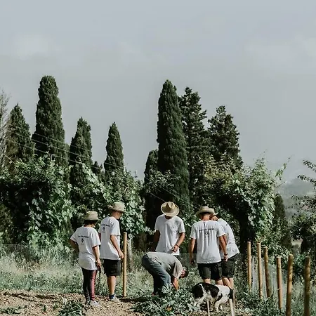 The Olive House